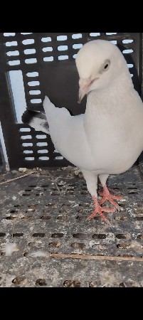 કબૂતર દેવાના છે