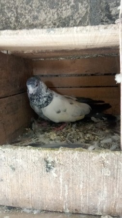 kabutar vechvana chhe