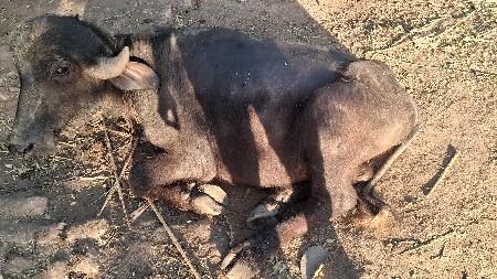 થંબનેલ 3