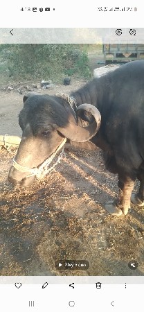 મોટી ગોપ