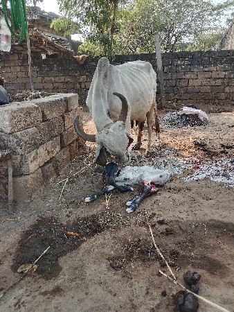 થંબનેલ 2