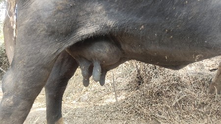 ભગરી ભેંસ