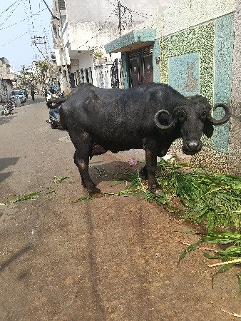 ભેંસ વેચવાની છે