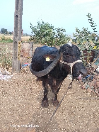 थंबनेल 2