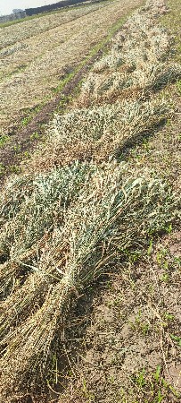 જવાર ની નીણ વેચવાની સે