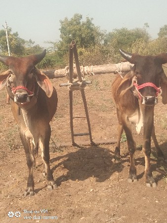 વેચવાના છે છાતીમાં