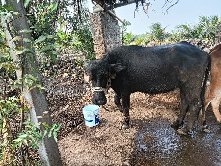 આ ખડાય વેચવાની છે 1 મહીનો ગાભણી