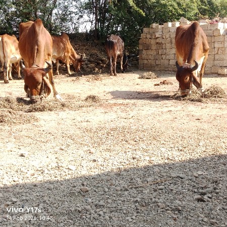 શિવ સાહેબ