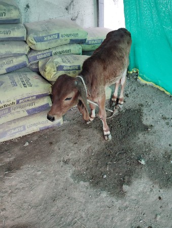 વેતર ટીજુ દૂધ 4.5. કિંમત 15000