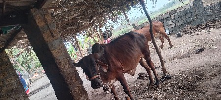 थंबनेल 2