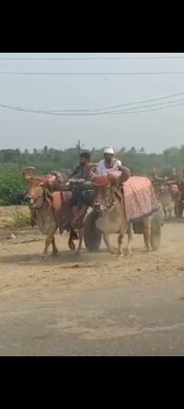 વેશવા ના છે