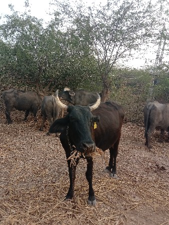 थंबनेल 3