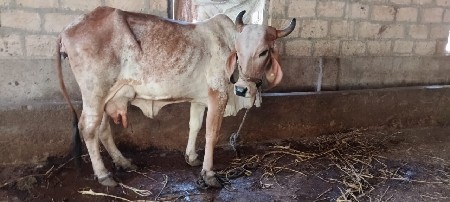 ગાય વેચવાની છે