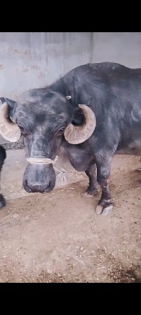 જાફરી ભેંસ વેચવાની