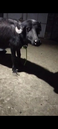 थंबनेल 3