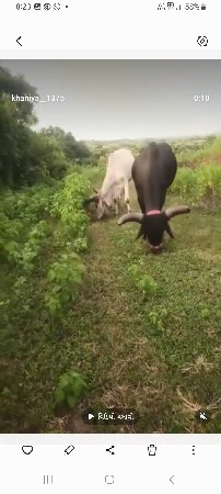 ગોઢલાવેચવા નાછેચાવસોજો