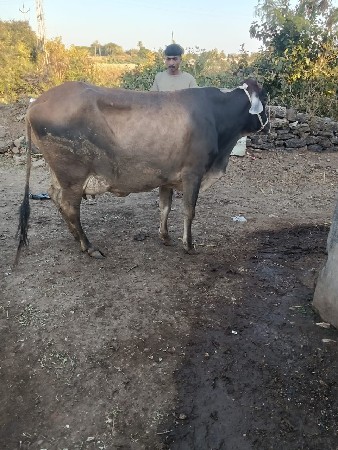 3 SF કૉર્સ ગાય વેસવાની છે