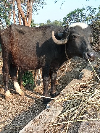 પાડો વેચવાનો છે