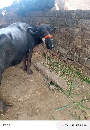 ભેંસ વેચવાની છે