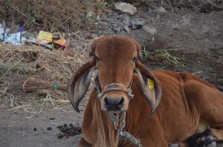 વાછડી વેચવાની છે...
