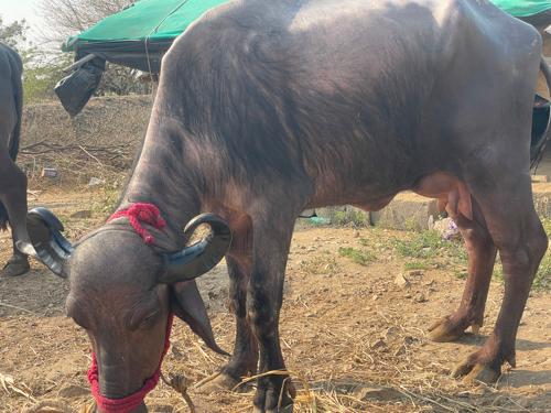 થંબનેલ 3