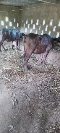 थंबनेल 3