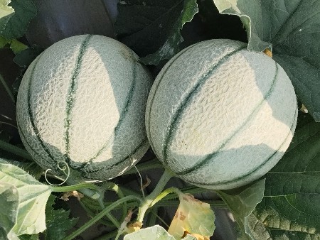 થંબનેલ 3