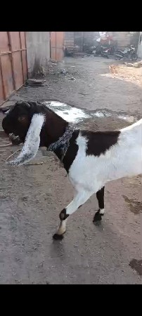 Rajasthani bakri. busy letter