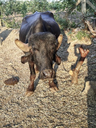 ભેંસ વેચવાની છે