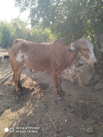 ગીર હોડકી