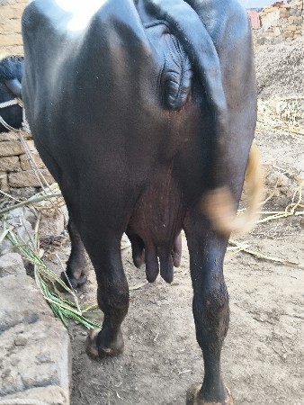 દેવભૂમિ દ્વારકા જિલ્લો તાલુકો કલ્ય