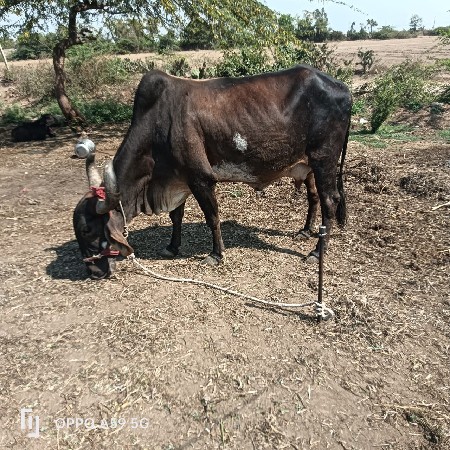 ગાય  વેચવાની છે સોજીછે  આચર 3 છે