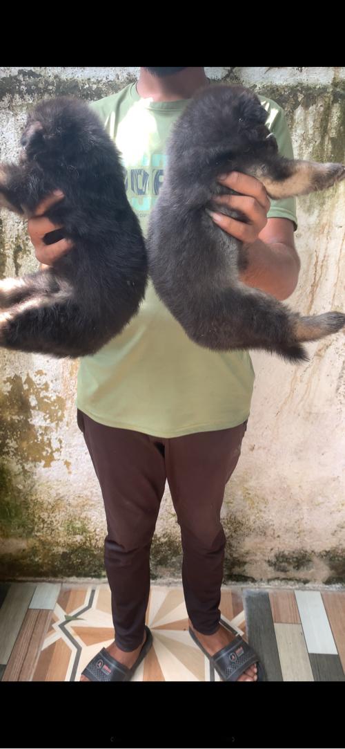 Garman shefard Dubal coat meal papy