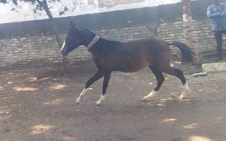 થંબનેલ 2