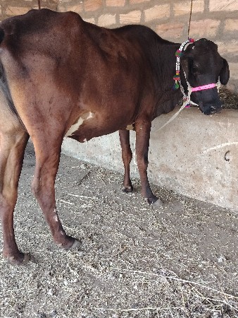 ગાય વેચવાની છે