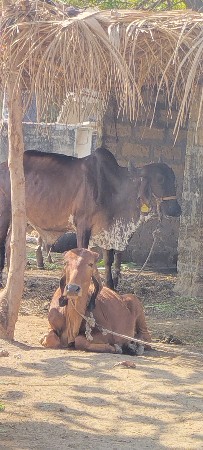 હોડકી વેચવાની છે 7 મહીના ગાભની