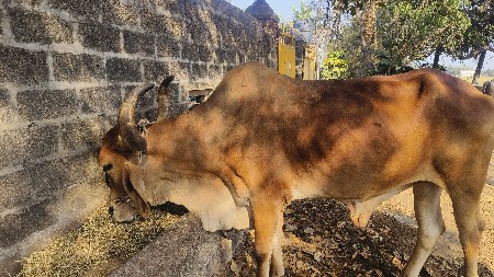 थंबनेल 2