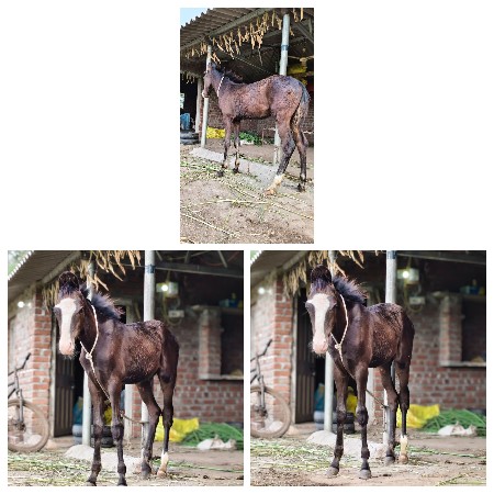 વશેરો વેચવાનો છે