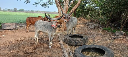 थंबनेल 3