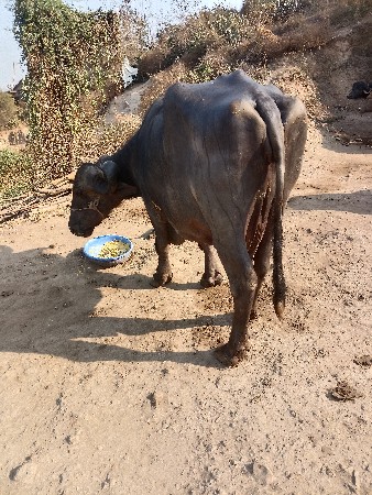 વેચવાની છે બે ભેંસુ