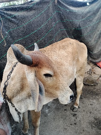 ગાય વેચવાની છે.