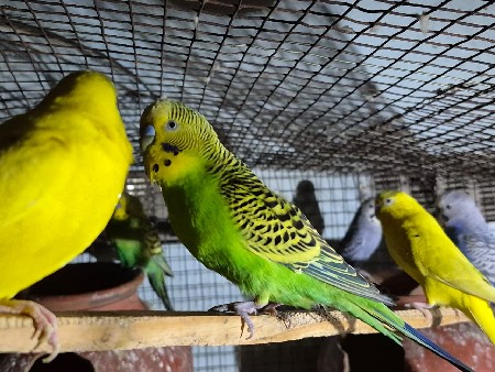 થંબનેલ 2