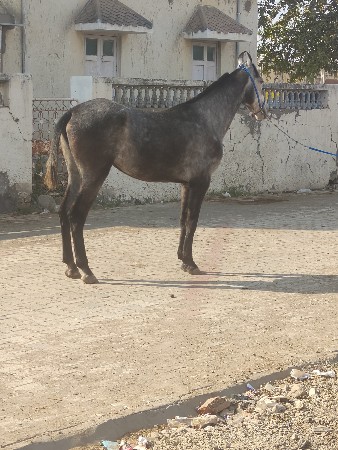 थंबनेल 2