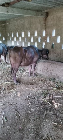 2 ખડેલી છે