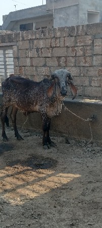 थंबनेल 3