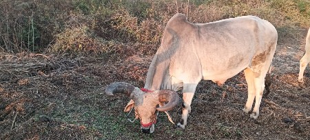 थंबनेल 3