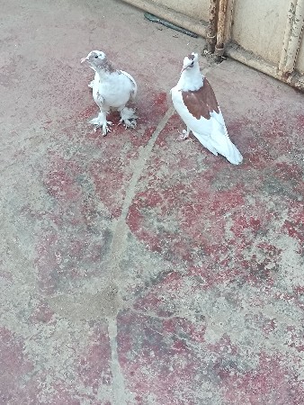 थंबनेल 2