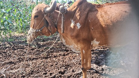 બળદ વેચવાનો છે