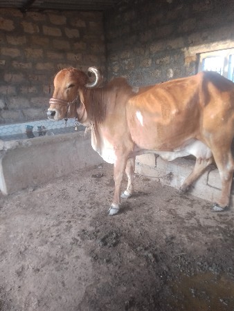 થંબનેલ 3