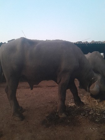 પાઙોવેચવાનો છે